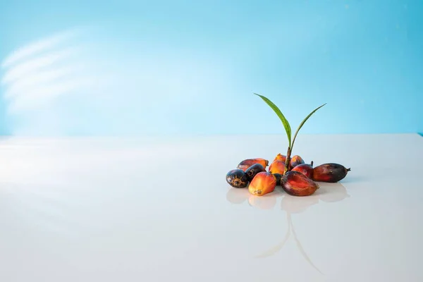 Uma Pilha Sementes Óleo Palma Contra Fundo Azul — Fotografia de Stock