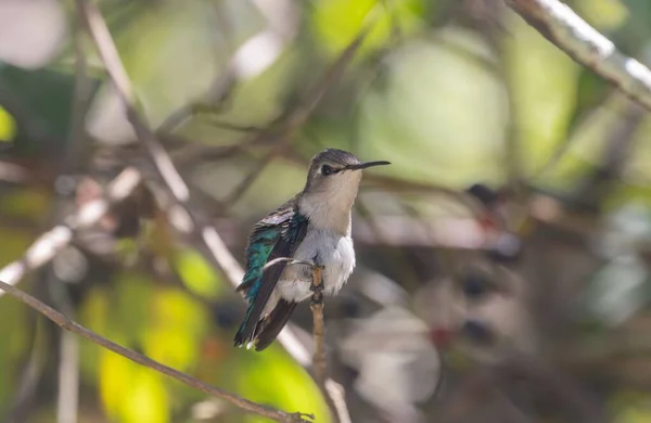 Closeup Cute Hummingbird Sitting Tree Branch Daytime — Stock Photo, Image