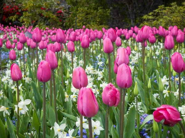 Die Rosa Tulpe Blüht Auf Dem Feld Mit Weißen Und — Stockfoto