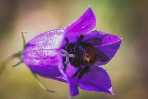 Zbliżenie Ujęcie Purpurowego Dzwonka Pszczołą Tym — Zdjęcie stockowe