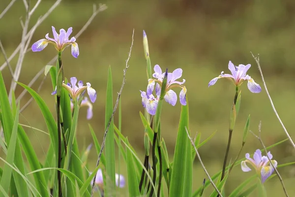 Eine Schöne Aufnahme Von Wasserlilien Auf Verschwommenem Hintergrund — Stockfoto