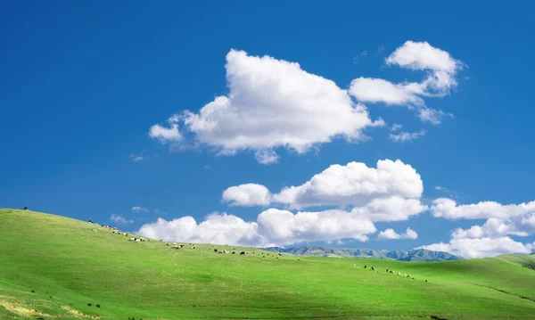 Mavi Gökyüzünün Altında Bulutlu Yeşil Bir Çayırın Manzarası — Stok fotoğraf