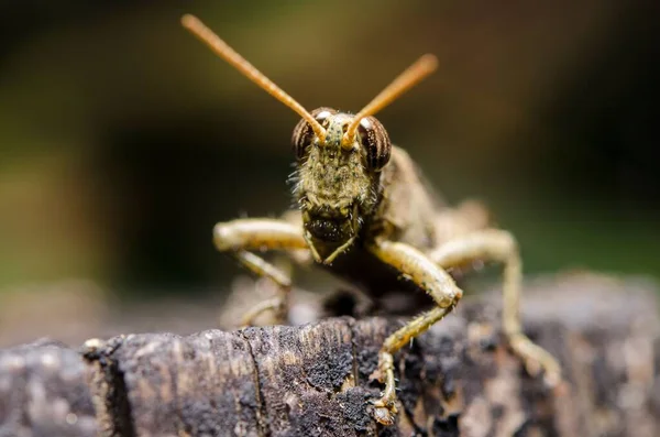 Closeup Grasshopper Perched Wooden Surface — Stock Photo, Image