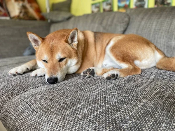 ソファの上に横たわる芝犬のクローズアップ — ストック写真