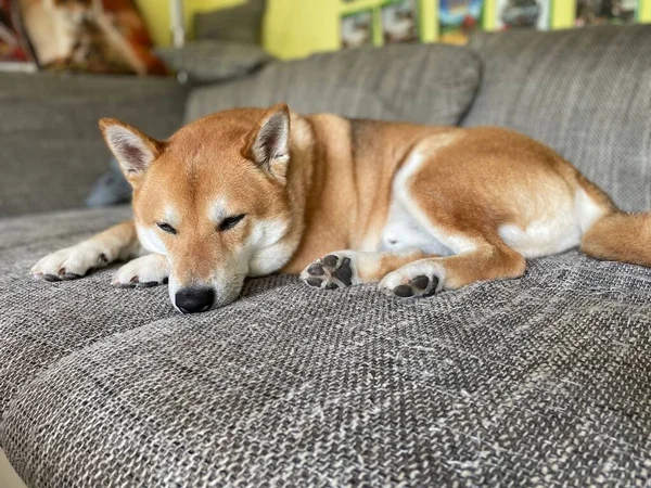 Primer Plano Shiba Inu Acostado Sofá — Foto de Stock