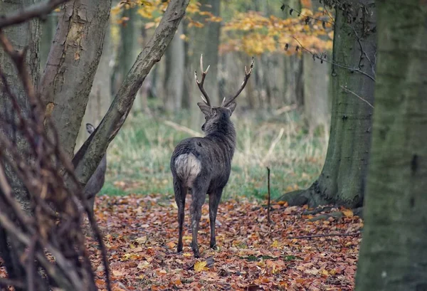 Het Hert Tussen Droge Bladeren Het Herfstbos — Stockfoto