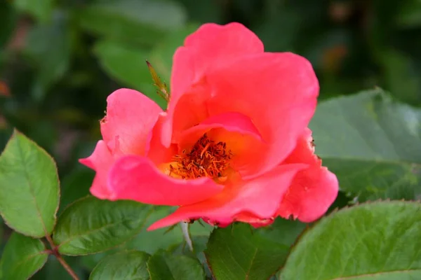 Zbliżenie Strzał Różowej Róży Gruntowej — Zdjęcie stockowe
