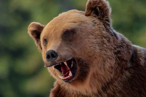 Eine Nahaufnahme Mit Dem Kopf Eines Aggressiven Bären Wild Erwachsen — Stockfoto