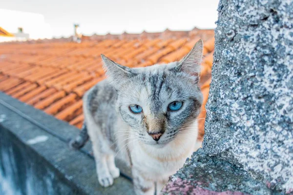 Primer Plano Lindo Gato Gris Con Ojos Azules Azotea Azulejos — Foto de Stock