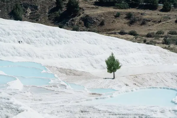 Green Tree Growing Travertine Terrace Formations Spring Waters — Stock Photo, Image