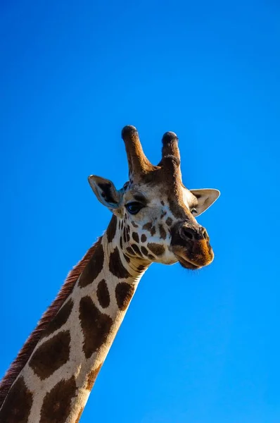 Вертикальный Низкоугольный Снимок Красивого Жирафа Фоне Голубого Неба — стоковое фото