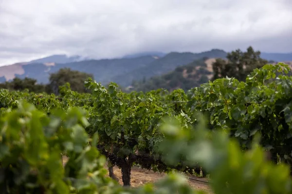 Tiro Seletivo Uma Vinha Uva Vinho Sul Califórnia Com Montanhas — Fotografia de Stock