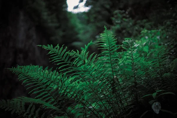 森の中でシダ植物の茂みのクローズアップショット — ストック写真