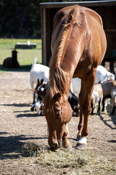 一匹棕色的马在农场里吃干草的垂直画面 — 图库照片