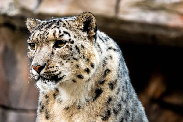 Portré Leopárd Panthera Uncia Félrenéz — Stock Fotó