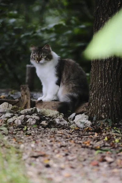 Eine Auswahl Einer Süßen Katze Einem Park — Stockfoto