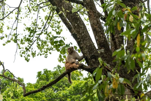 Маленька Мавпа Стоїть Гілці Дерева Зеленому Лісі — стокове фото