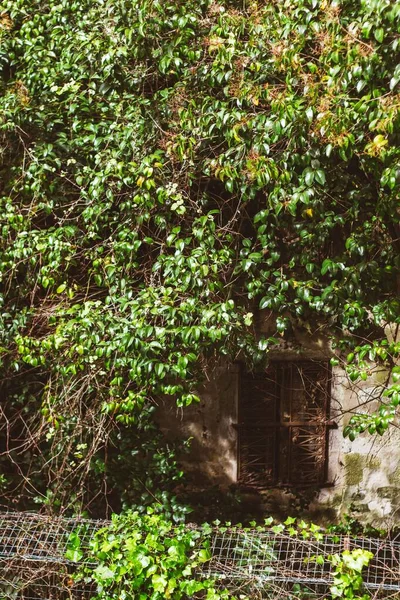 Vertikal Bild Ett Hus Landet Täckt Tätt Odlade Blad — Stockfoto