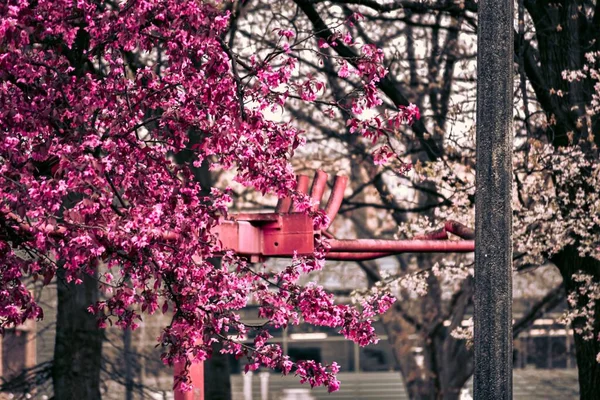 Een Selectieve Focus Van Roze Bloeiende Boom Straat — Stockfoto