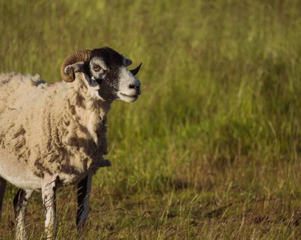 一只长着卷曲的角的斯瓦莱代尔羊站在田野里的特写镜头 — 图库照片