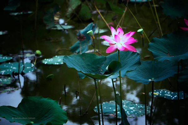 葉を持つ水にピンクの蓮の花のクローズアップ Nelumbo Nucifera — ストック写真