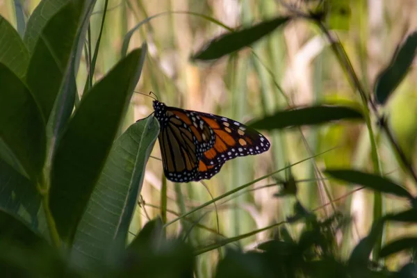 Plan Macro Papillon Sur Une Feuille Verte Dans Jardin — Photo