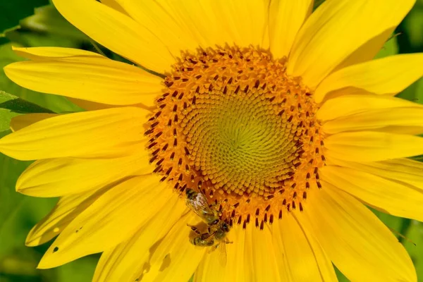 Makroaufnahme Einer Honigbiene Beim Bestäuben Sonniger Sonnenblumen — Stockfoto