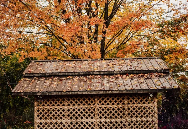 Dřevěný Altán Spadlým Listím Střeše Podzimního Stromu — Stock fotografie