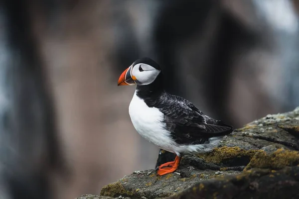 Tiro Perto Puffin Com Bico Vermelho Empoleirado Uma Rocha Luz — Fotografia de Stock