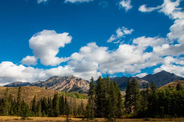 Krásný Výhled Věčně Zelené Stromy Horami Pozadí Pod Zataženou Oblohou — Stock fotografie