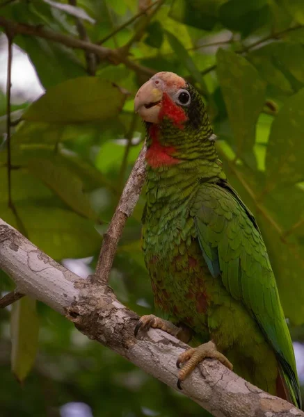 Tiro Close Amazona Cubana Colorida Poleiro Ramo — Fotografia de Stock