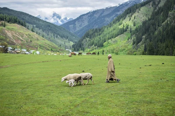 Pastýř Ovčí Rodinou Zelené Louce Pohořím Pozadí — Stock fotografie