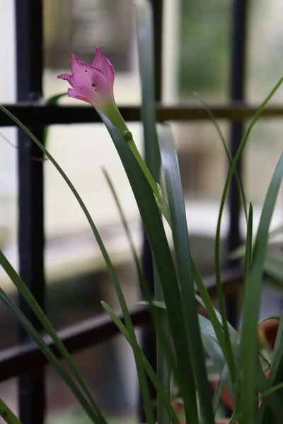 Eine Vertikale Aufnahme Einer Rosa Lilienhauspflanze Mit Fenstern Hintergrund — Stockfoto