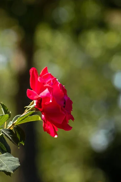 Ένα Κάθετο Κοντινό Πλάνο Ενός Λεπτού Τριαντάφυλλου Στον Κήπο — Φωτογραφία Αρχείου