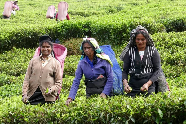 Sri Lanka Daki Çay Endüstrisi Çoğunlukla Ataları Yüzyıllarda Hindistan Dan — Stok fotoğraf