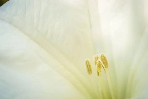 Fiore Bianco Campana Della Pianta Datura — Foto Stock