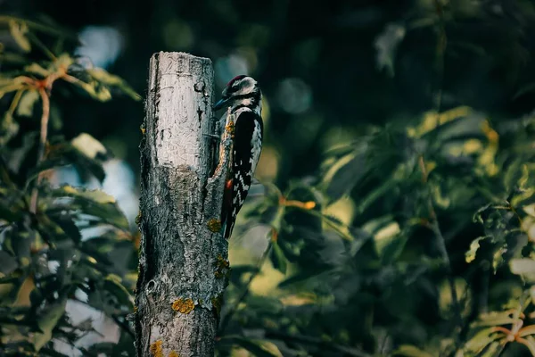 木の上のキツツキは何か食べるものを探し — ストック写真