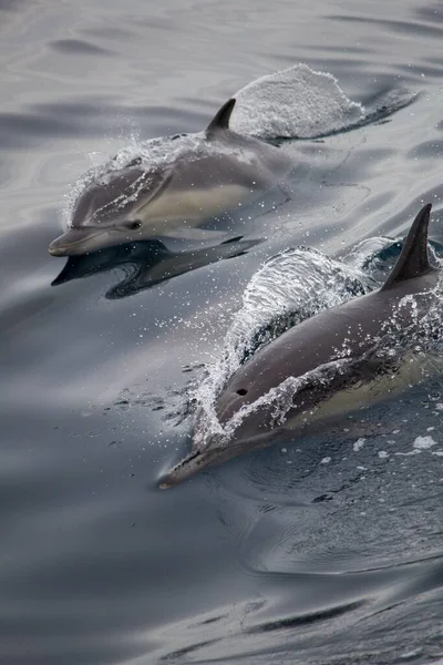 Belo Tiro Vertical Dois Golfinhos Nadando Nas Ondas Superfície Oceano — Fotografia de Stock
