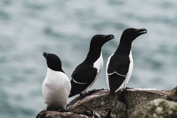 Eine Nahaufnahme Von Rasiermesserscharfen Seevögeln Auf Einer Küstenklippe Mit Einem — Stockfoto