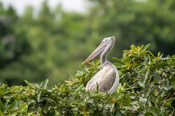 Pélican Gris Pelecanus Philippensis Également Connu Sous Nom Pélican Bec — Photo