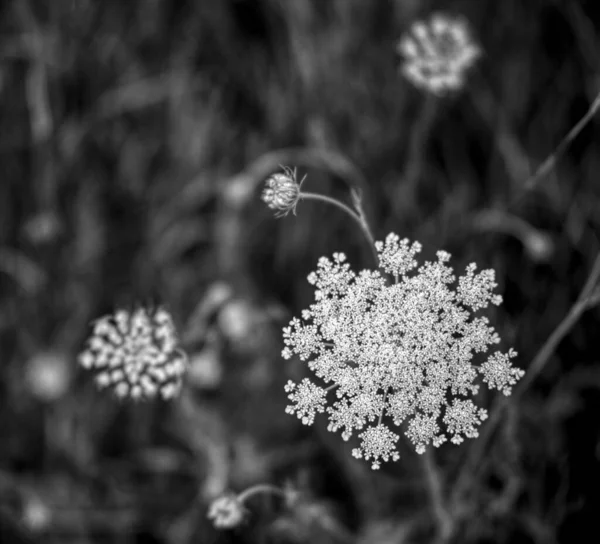 Närbild Vild Morotsblomklase Gråskala — Stockfoto