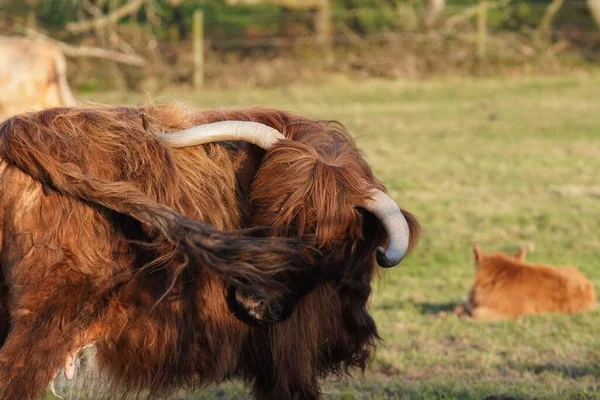 その物語に覆われたその目を持つ高地の牛のクローズアップショット — ストック写真