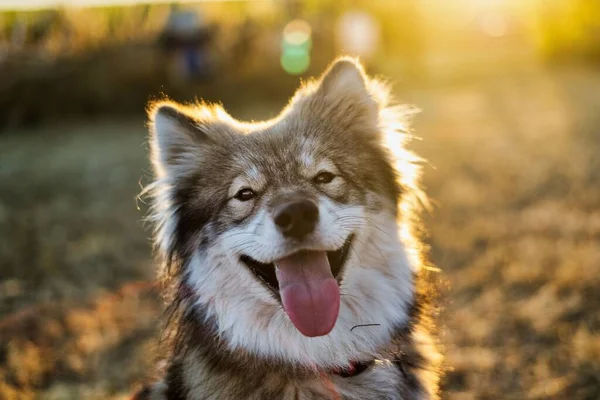 Parktaki Sevimli Tüylü Bir Köpeğin Seçicisi — Stok fotoğraf