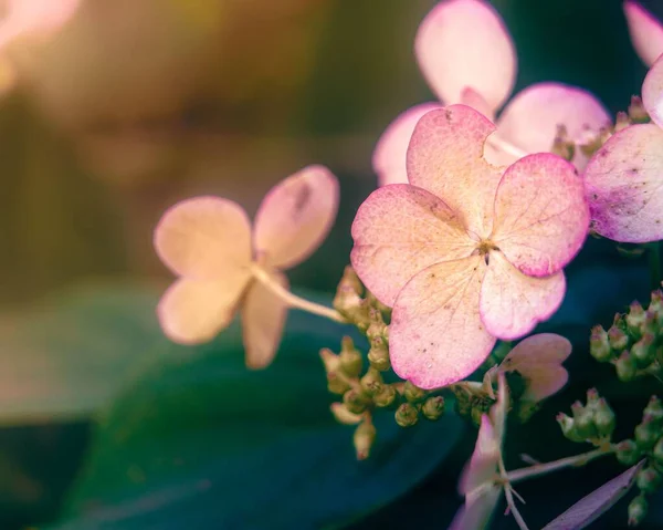 Крупный План Розовых Цветов — стоковое фото