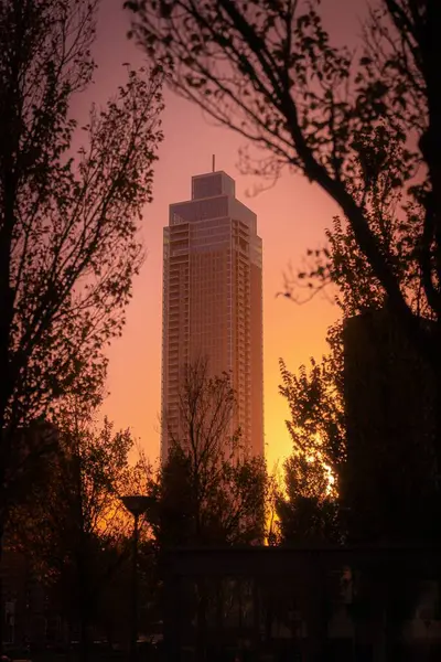 Függőleges Lövés Sziluett Fák Felhőkarcoló Naplementében — Stock Fotó