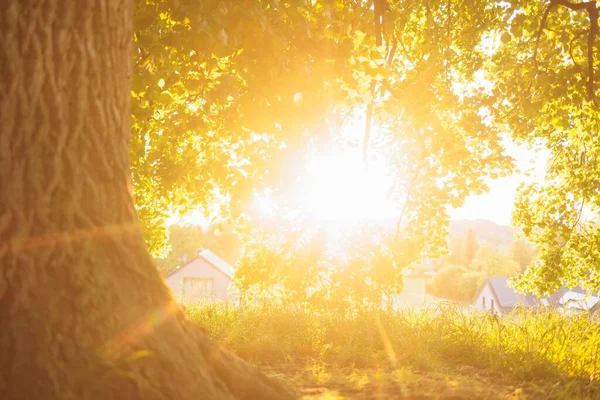 Солнечные Лучи Большим Деревом — стоковое фото