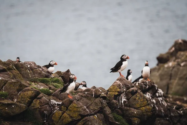 背後に海のある海岸の崖の上に立つ大西洋のふぐの鳥の群れ — ストック写真