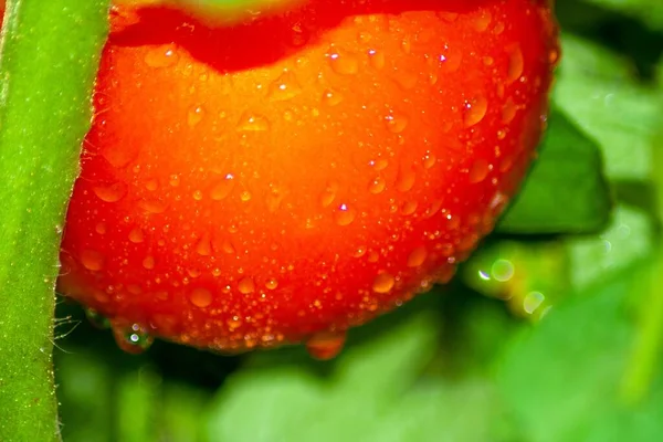 从鲜红的西红柿上滚动的水滴的特写镜头 健康食品和无转基因生物产品 素食主义者和素食主义者背景 — 图库照片