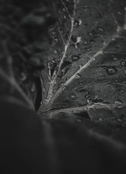 Eine Graustufenaufnahme Eines Feuchten Blattes — Stockfoto