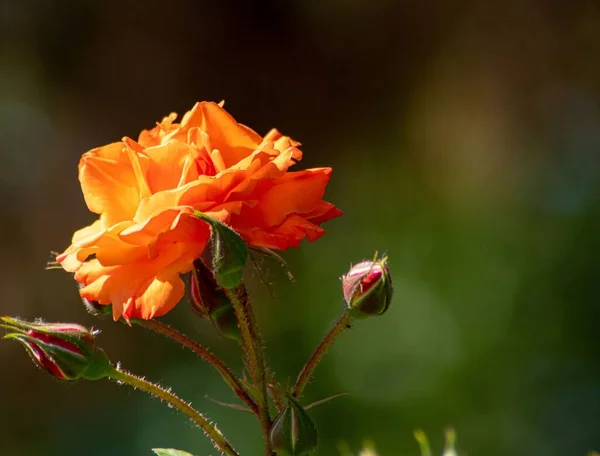 Tiro Close Uma Bela Rosa Laranja Florescendo Jardim — Fotografia de Stock